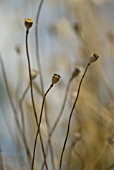 PAPAVER RHOEAS, POPPY