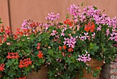 PELARGONIUMS IN CONTAINERS