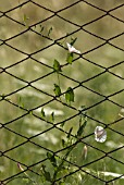 CONVOLVULUS ARVENSIS, BINDWEED