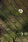 CONVOLVULUS ARVENSIS, BINDWEED