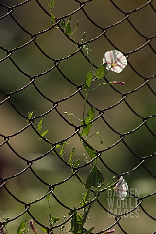 CONVOLVULUS_ARVENSIS_BINDWEED