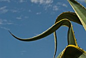 AGAVE AMERICANA MARGINATA, AGAVE