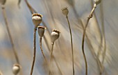 PAPAVER RHOEAS, POPPY