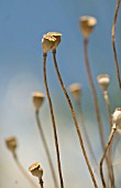 PAPAVER RHOEAS, POPPY