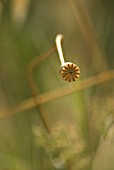 PAPAVER RHOEAS, POPPY