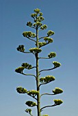 AGAVE AMERICANA MARGINATA