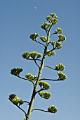 AGAVE AMERICANA MARGINATA, AGAVE