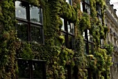 GREEN (LIVING) WALL OF BUILDING