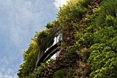 GREEN (LIVING) WALL OF BUILDING