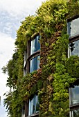 GREEN (LIVING) WALL OF BUILDING