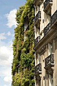 GREEN (LIVING) WALL OF BUILDING