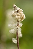 ANEMONE SYLVESTRIS