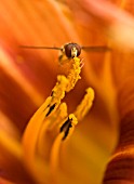 HEMEROCALLIS FULVA