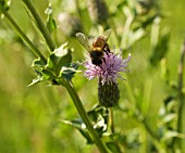 CIRSIUM ARVENSE, THISTLE, CREEPING THISTLE