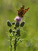 CIRSIUM ARVENSE, THISTLE, CREEPING THISTLE