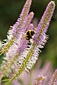 VERONICASTRUM VITGINICUM FASCINATION, VERONICA