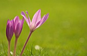 COLCHICUM AUTUMNALE, CROCUS, AUTUMN CROCUS