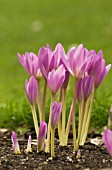 COLCHICUM AUTUMNALE, CROCUS, AUTUMN CROCUS