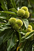 CASTANEA SATIVA, CHESTNUT, SWEET CHESTNUT