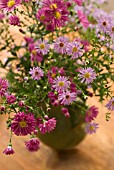 ASTER NOVIBELGII, ASTER