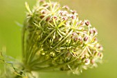 DAUCUS CAROTA