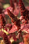 AMARANTHUS HYPOCHONDRIACUS, AMARANTHUS