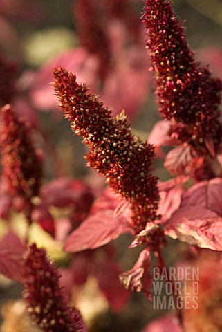 AMARANTHUS_HYPOCHONDRIACUS_AMARANTHUS