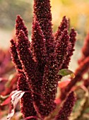 AMARANTHUS HYPOCHONDRIACUS, AMARANTHUS