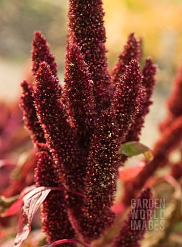 AMARANTHUS_HYPOCHONDRIACUS_AMARANTHUS