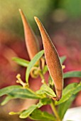 ASCLEPIAS TUBEROSA, PLEURISY ROOT