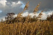 PHRAGMITES AUSTRALIS, REEDS, SEDGE