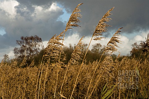 PHRAGMITES_AUSTRALIS_REEDS_SEDGE