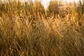 PHRAGMITES AUSTRALIS, REEDS, SEDGE