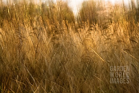 PHRAGMITES_AUSTRALIS_REEDS_SEDGE