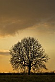 AESCULUS HIPPOCASTANUM, HORSE CHESTNUT