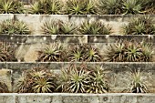 ALOE ARBORESCENS, ALOE