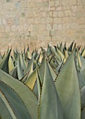 AGAVE CELSII, AGAVE