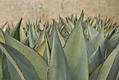 AGAVE CELSII, AGAVE