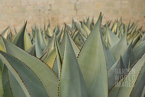 AGAVE_CELSII_AGAVE