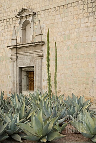 AGAVE_CELSII_AGAVE