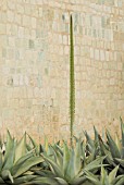 AGAVE CELSII, AGAVE