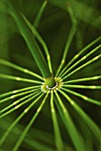 EQUISETUM ARVENSE, HORSETAIL FIELD HORSETAIL