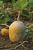 CUCURBITA PEPO, SQUASH