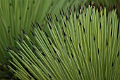 AGAVE STRICTA, AGAVE