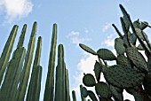 PACHYCEREUS MARGINATUS, CACTUS MEXICAN FENCE POST CACTUS