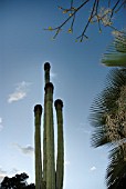 CARNEGIEA GIGANTEA, CACTUS SAGUARO CACTUS