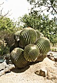 ECHINOCACTUS PLATYACANTHUS, CACTUS BARREL CACTUS