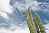 CARNEGIEA GIGANTEA, CACTUS SAGUARO CACTUS