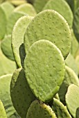 OPUNTIA, PRICKLY PEAR CACTUS