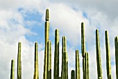 PACHYCEREUS MARGINATUS, CACTUS MEXICAN FENCE POST CACTUS